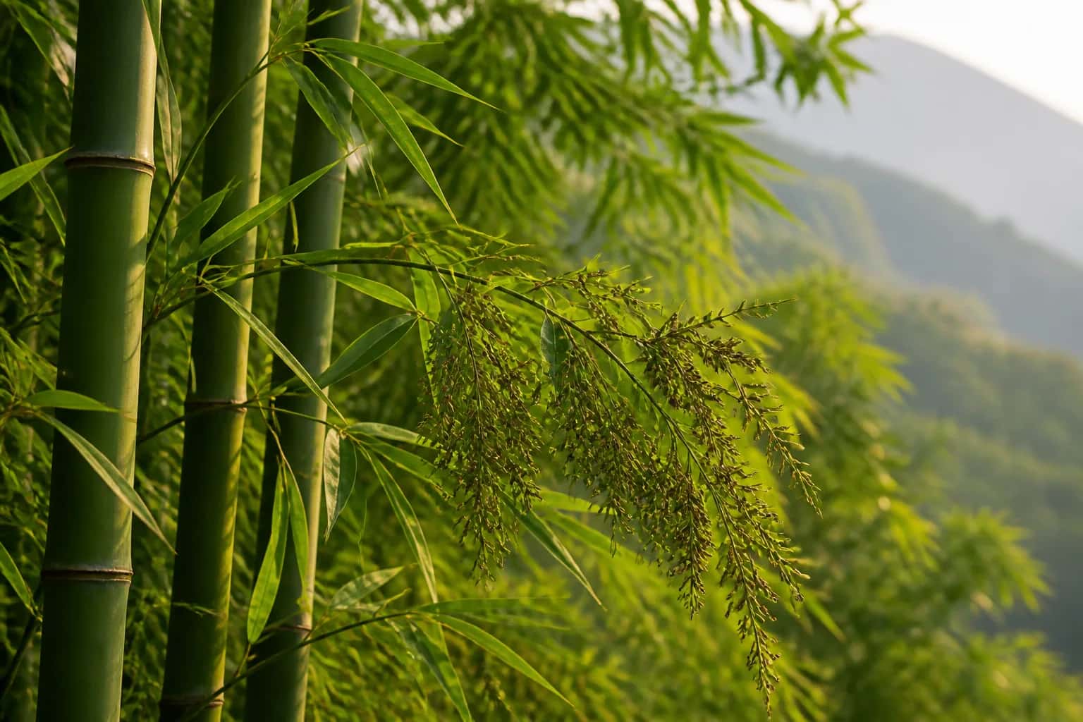 Green bamboo culms, leaves and seed heads in a Himalayan grove