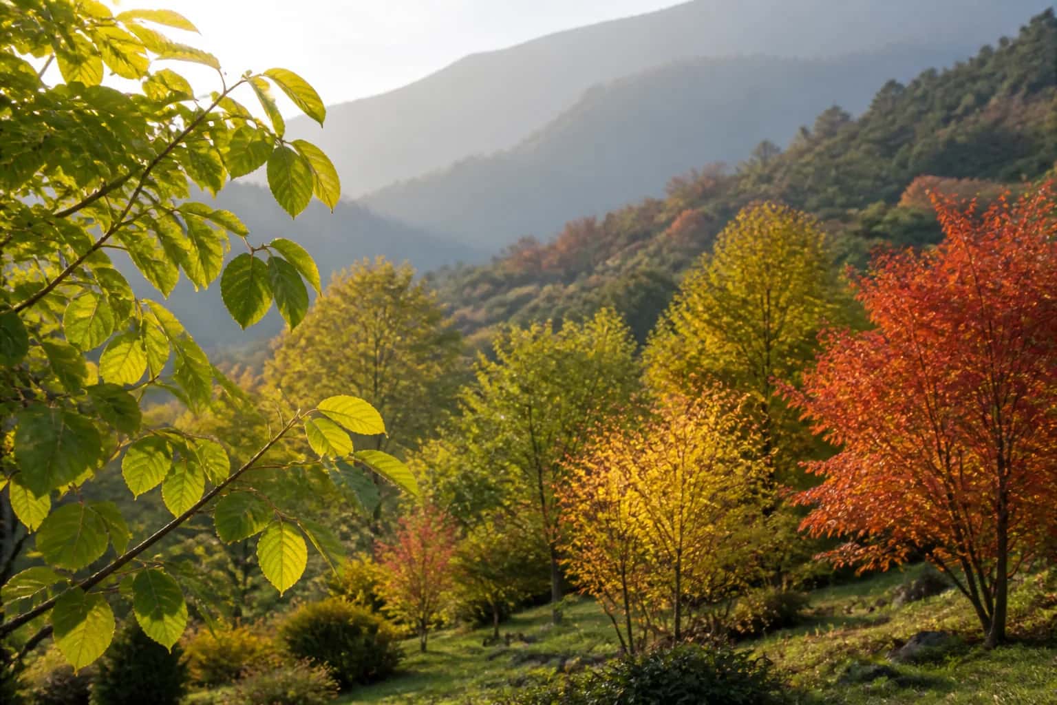 Broadleaf deciduous trees with green, amber and red autumn foliage