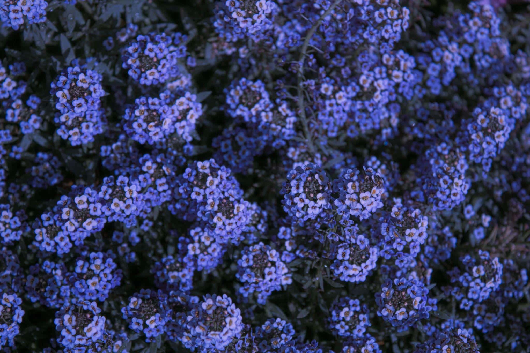 Alyssum royal carpet blue Seeds