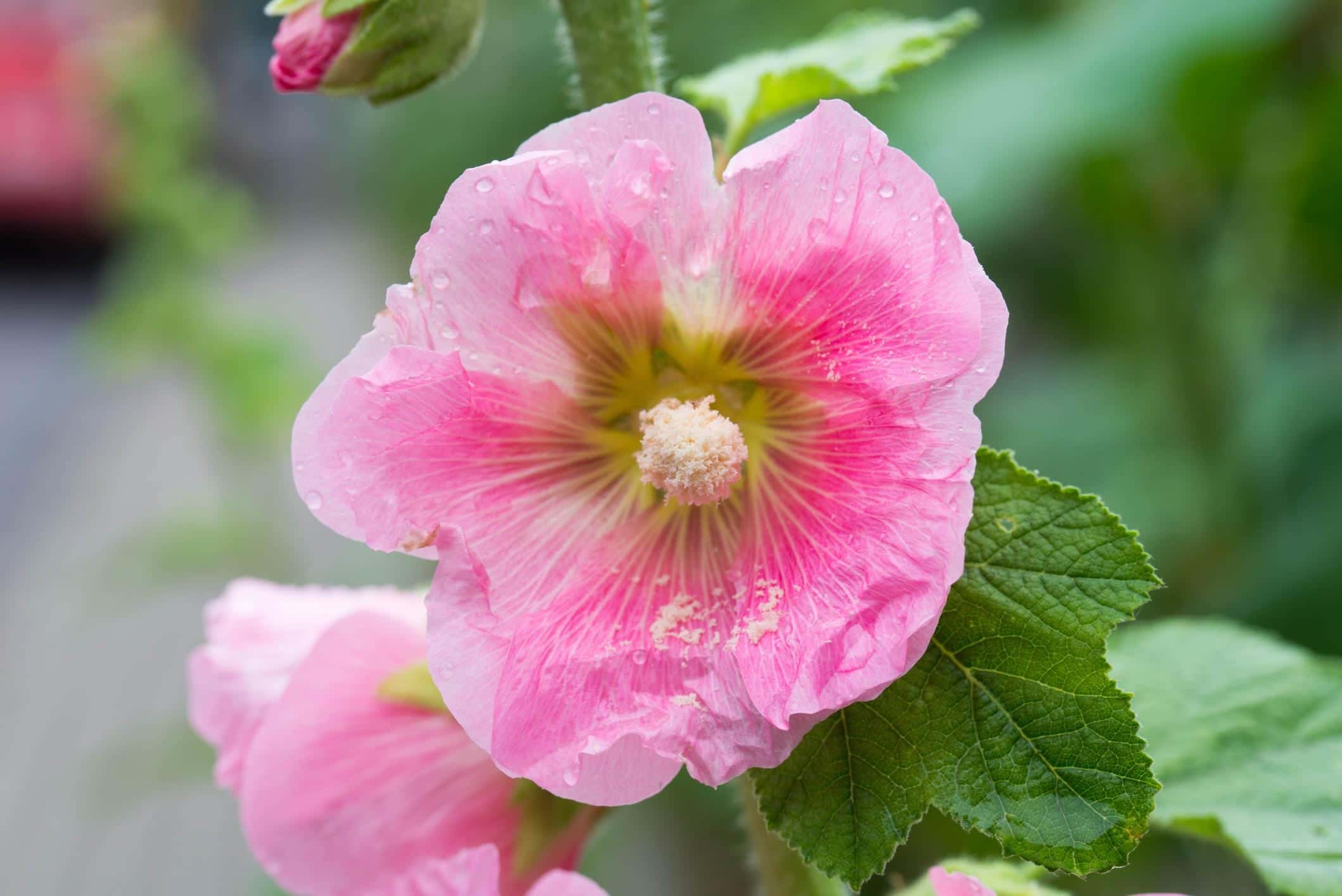 Hollyhock Dwarf mix Seeds