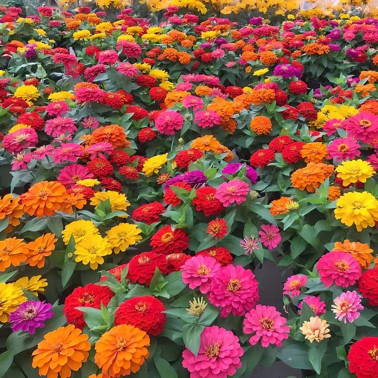 Zinnia double mix Seeds