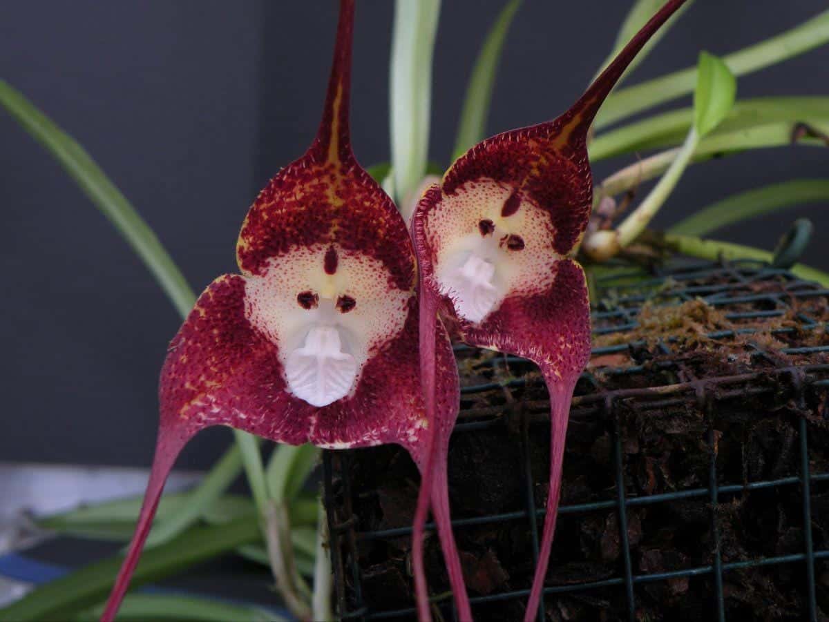 Orchid monkey face mix varietys Seeds