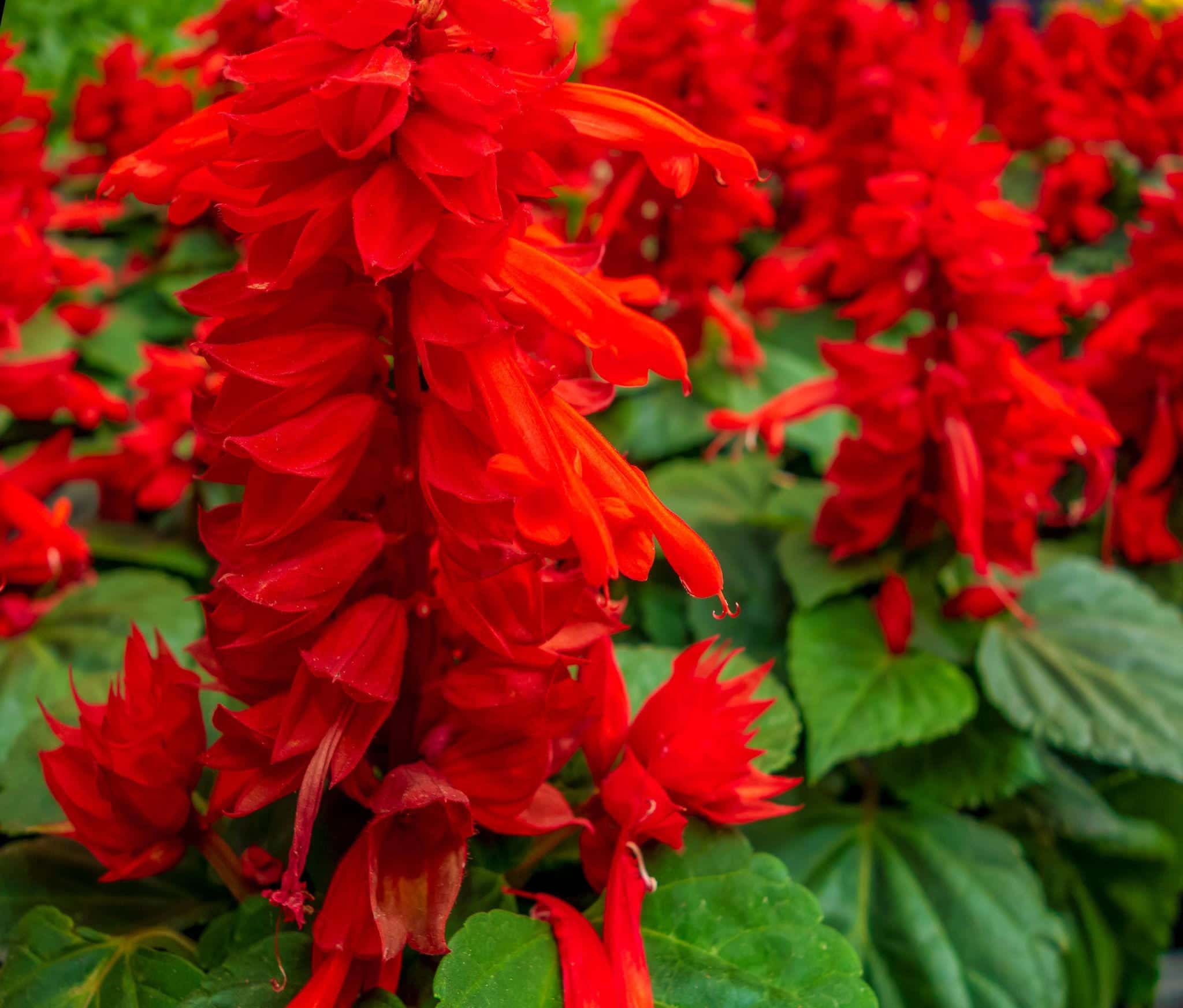 Tropical sage, Salvia red Seeds