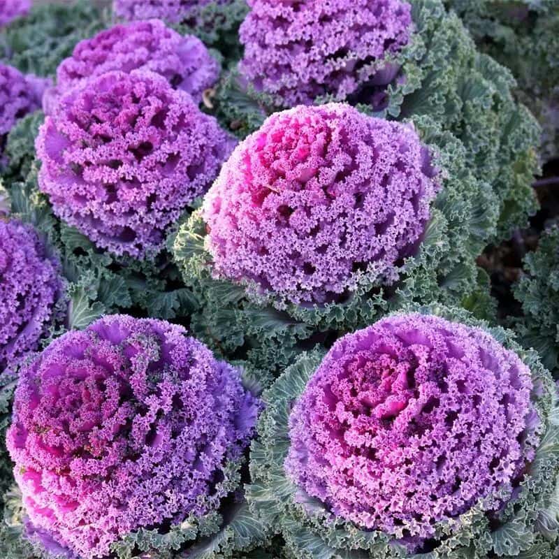 Ornamental Kale, flowering decorative kaliflower Seeds
