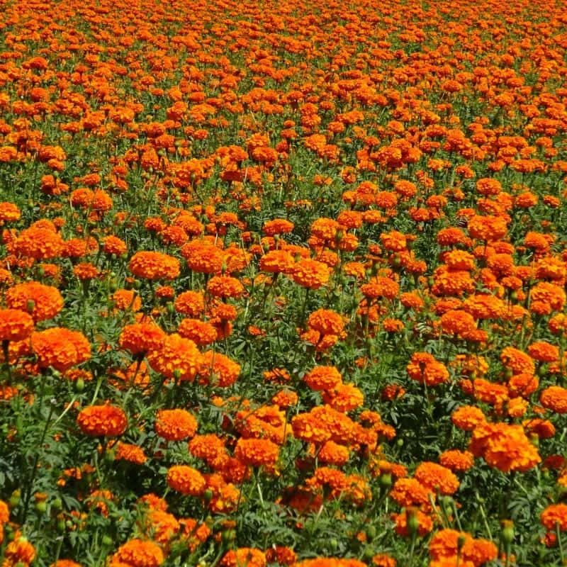 Calendula officinalis, Calendula Seeds