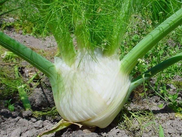 Montavano Fennel Seeds