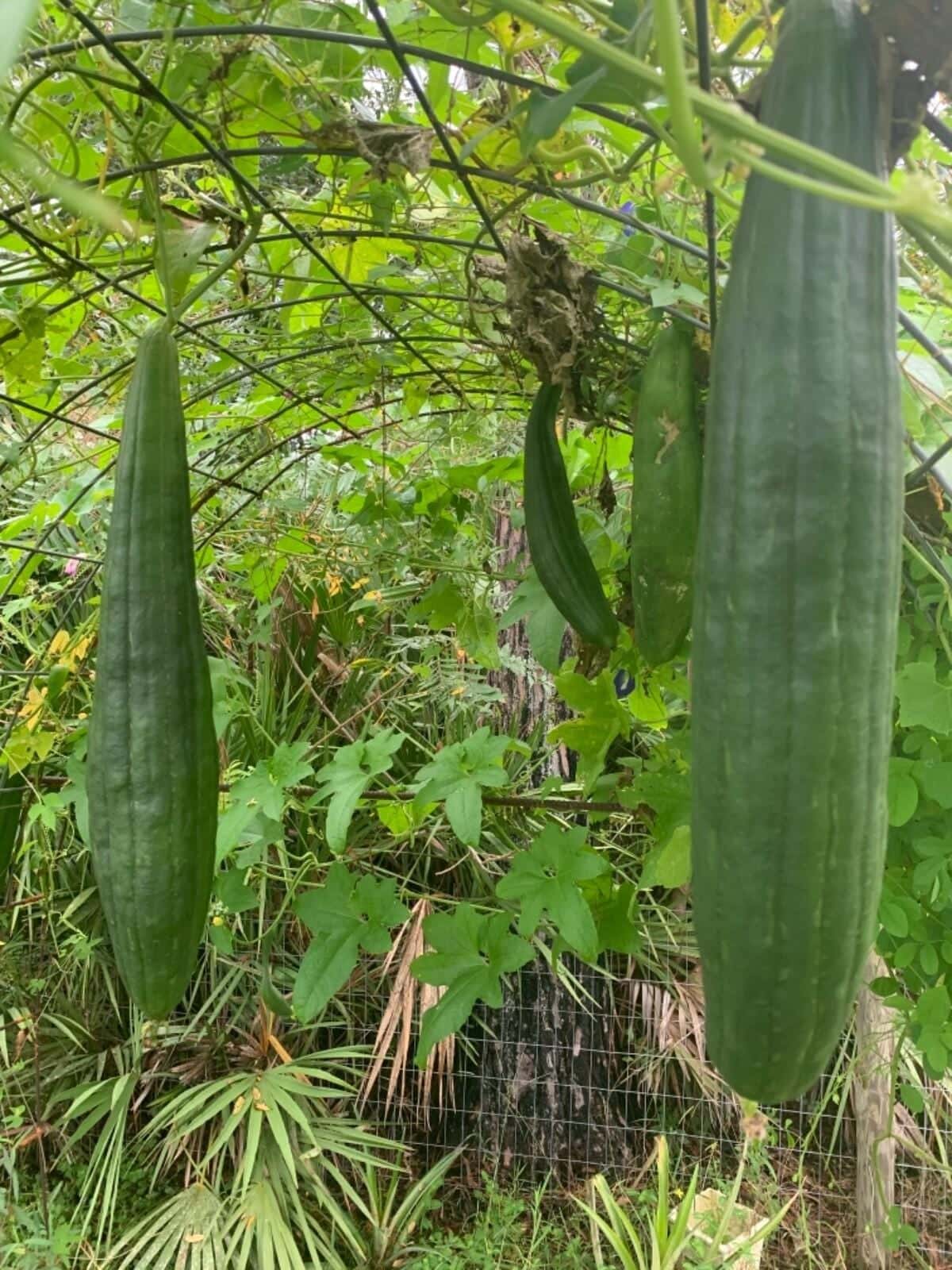 Sponge gourd Dark green Seeds