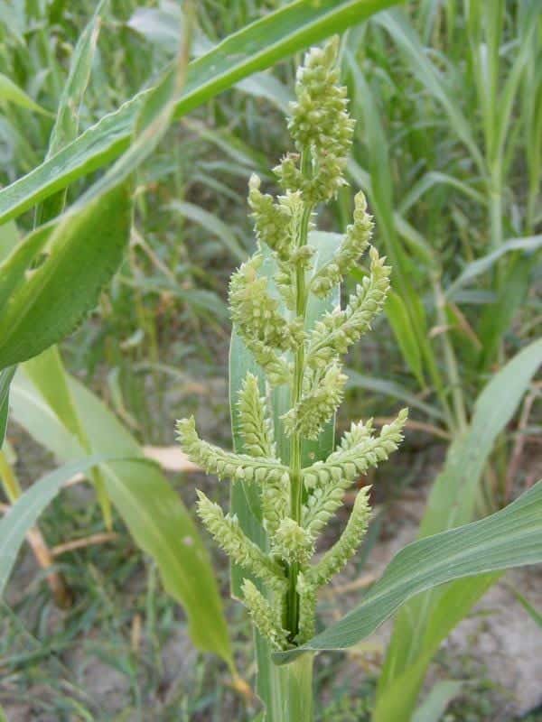 Barnyard Millet Seeds