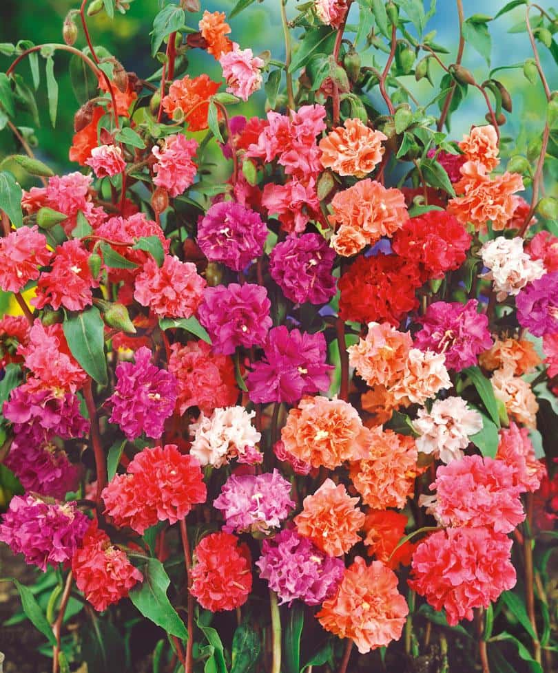 Clarkia double mix Seeds