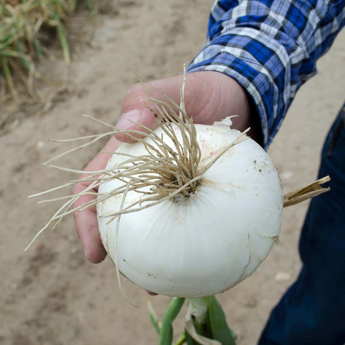 Onion white Seeds