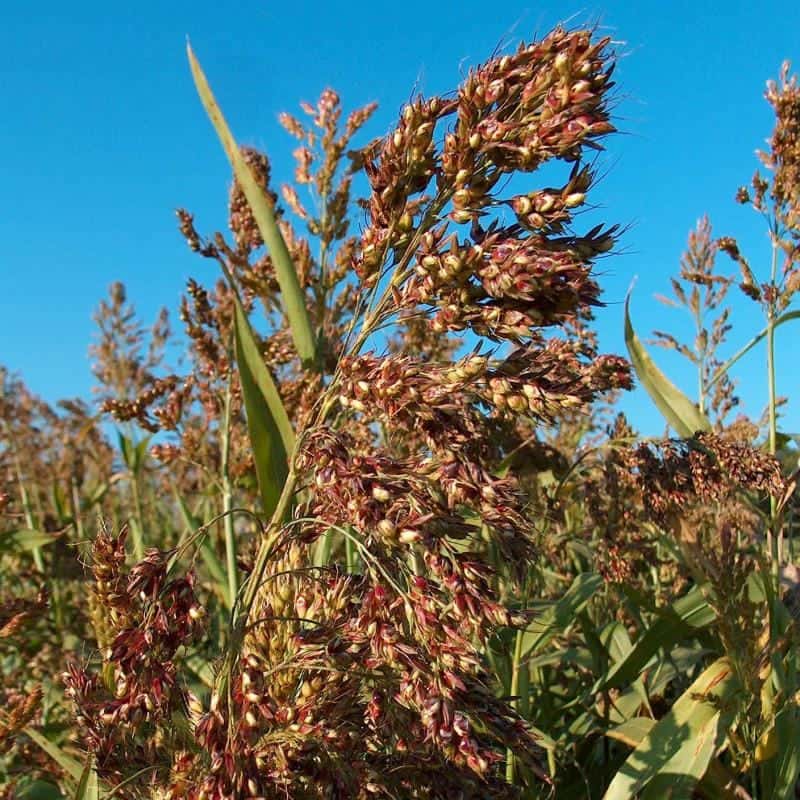 Sorghum Suddan grass Seeds