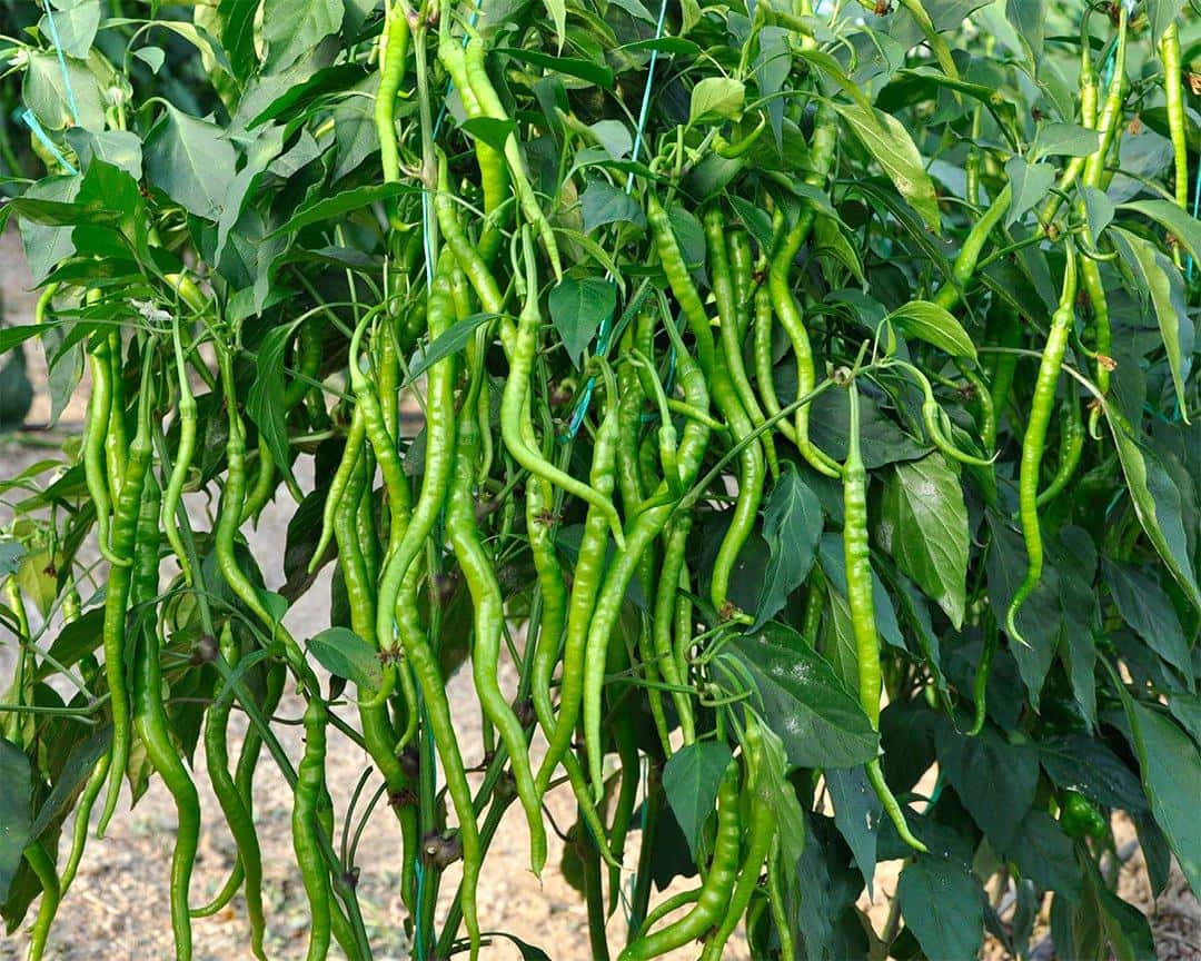 Long Green Chili Pepper Seeds
