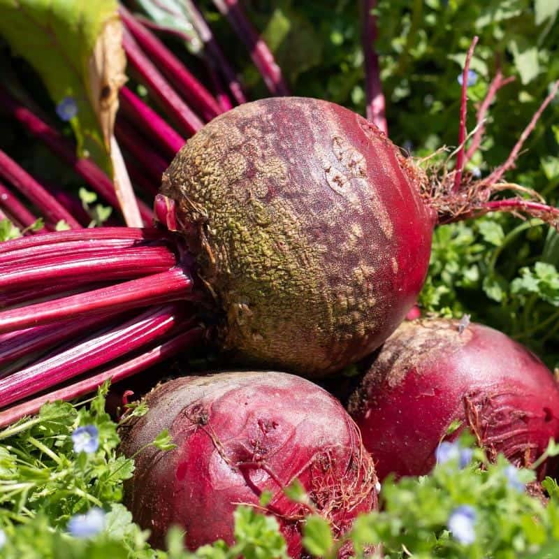 Ruby Red Beetroot Seeds
