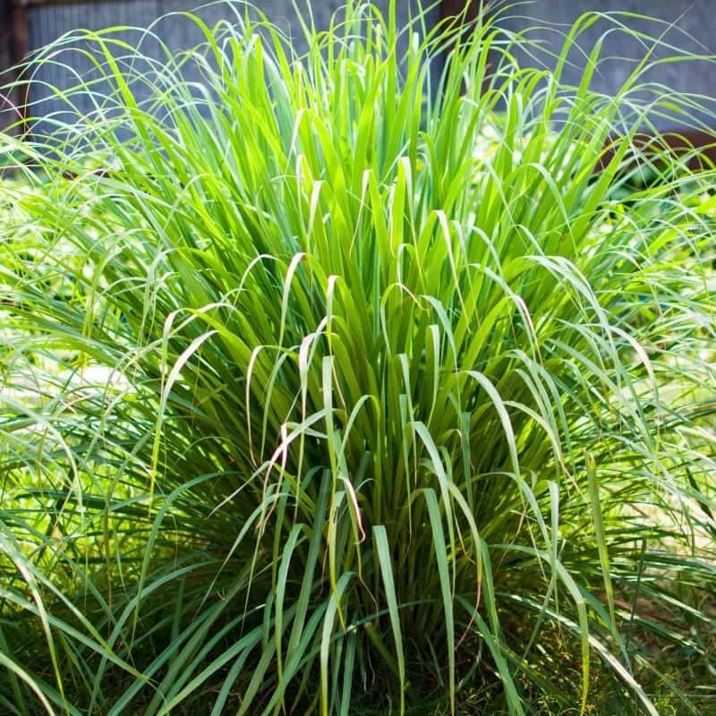 West Indian Lemongrass Seeds