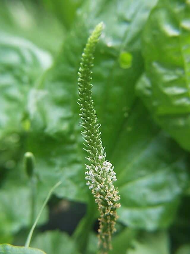 Plantago Major Seeds