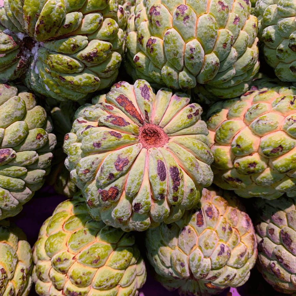 Sugar Apple Seeds (Annona squamosa)