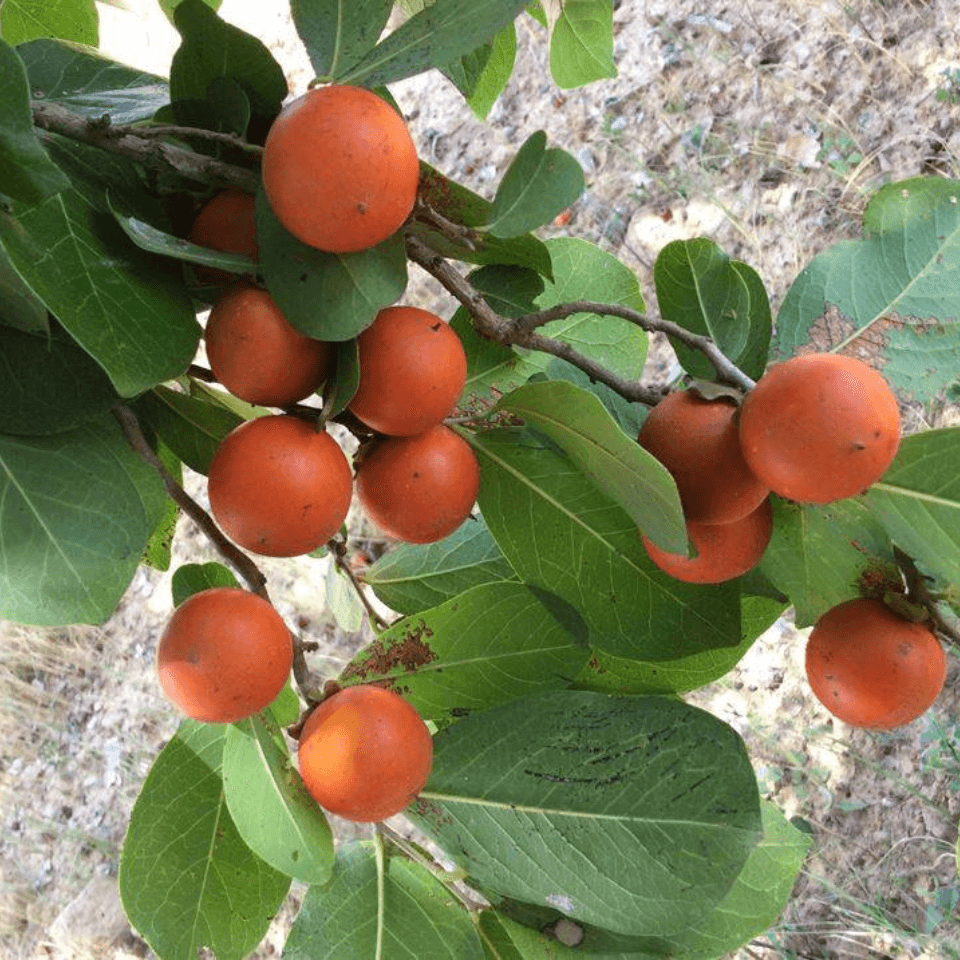 Strychnos Nux-Vomica Seeds