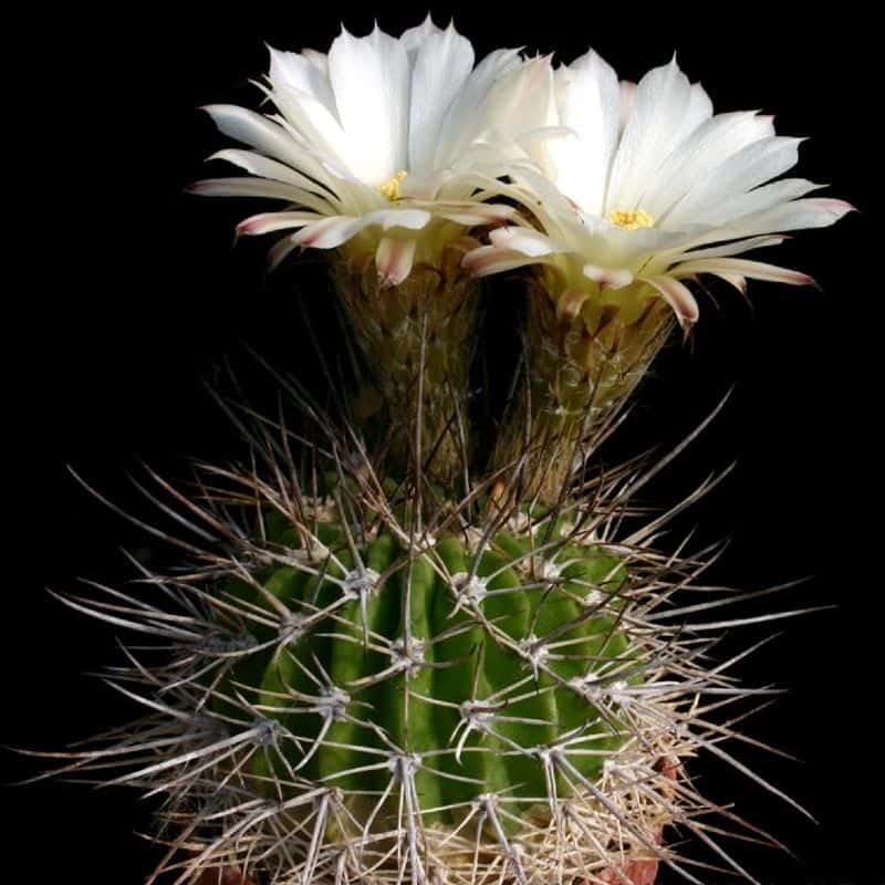 Cactus & Succulent Seeds seed collection
