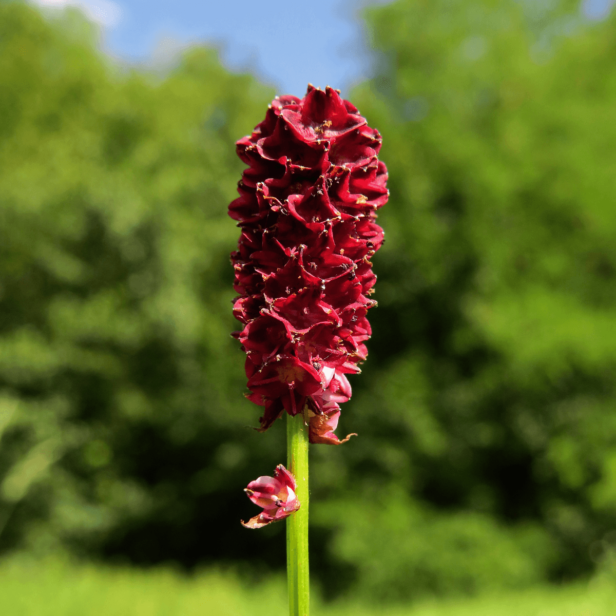 Great burnet, Sanguisorba officinalis Seeds