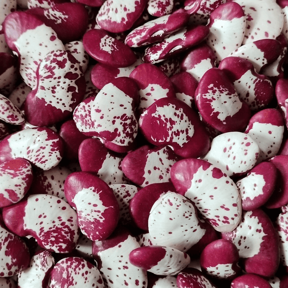 Red double beans Seeds