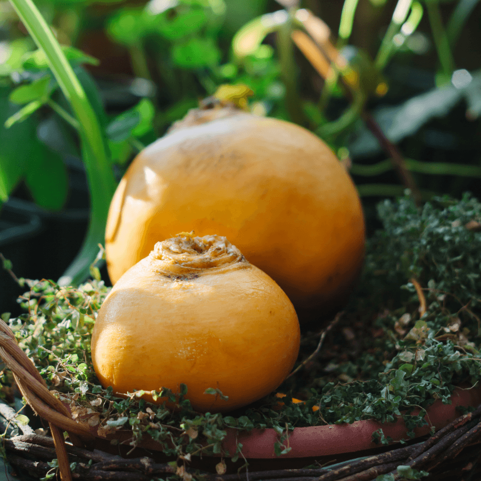 Russian golden turnip Petr Seeds