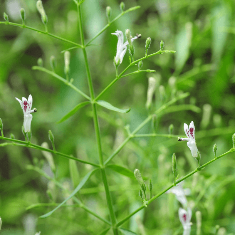 Creat, Green chiretta Seeds