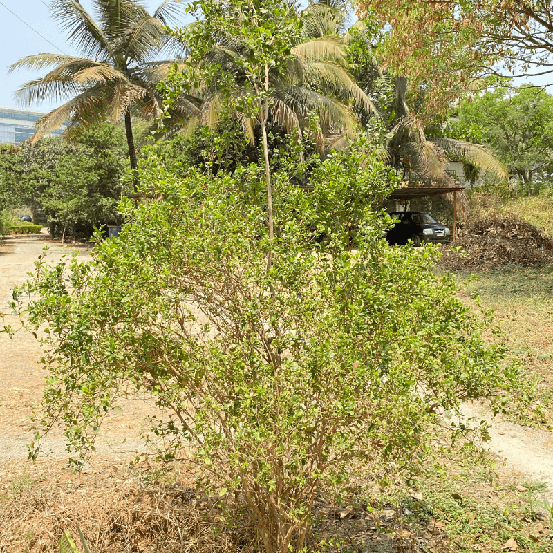 Lawsonia alba, Hina Seeds
