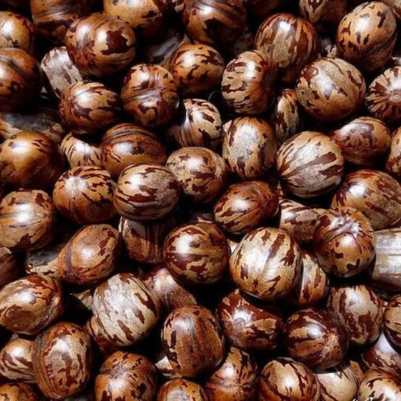 Rubber tree, Hevea Seeds