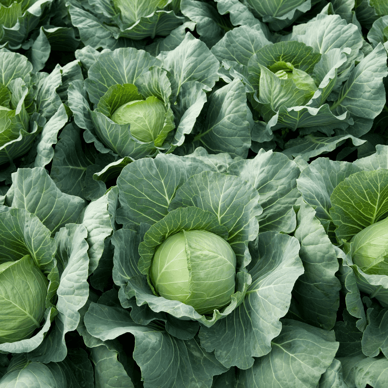 Cabbage pride of india Seeds