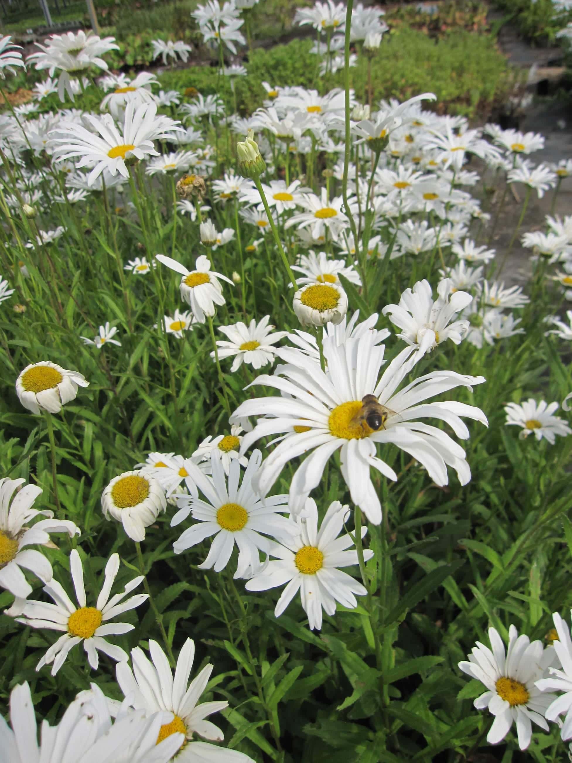 White chamomile daisy silver princess Seeds