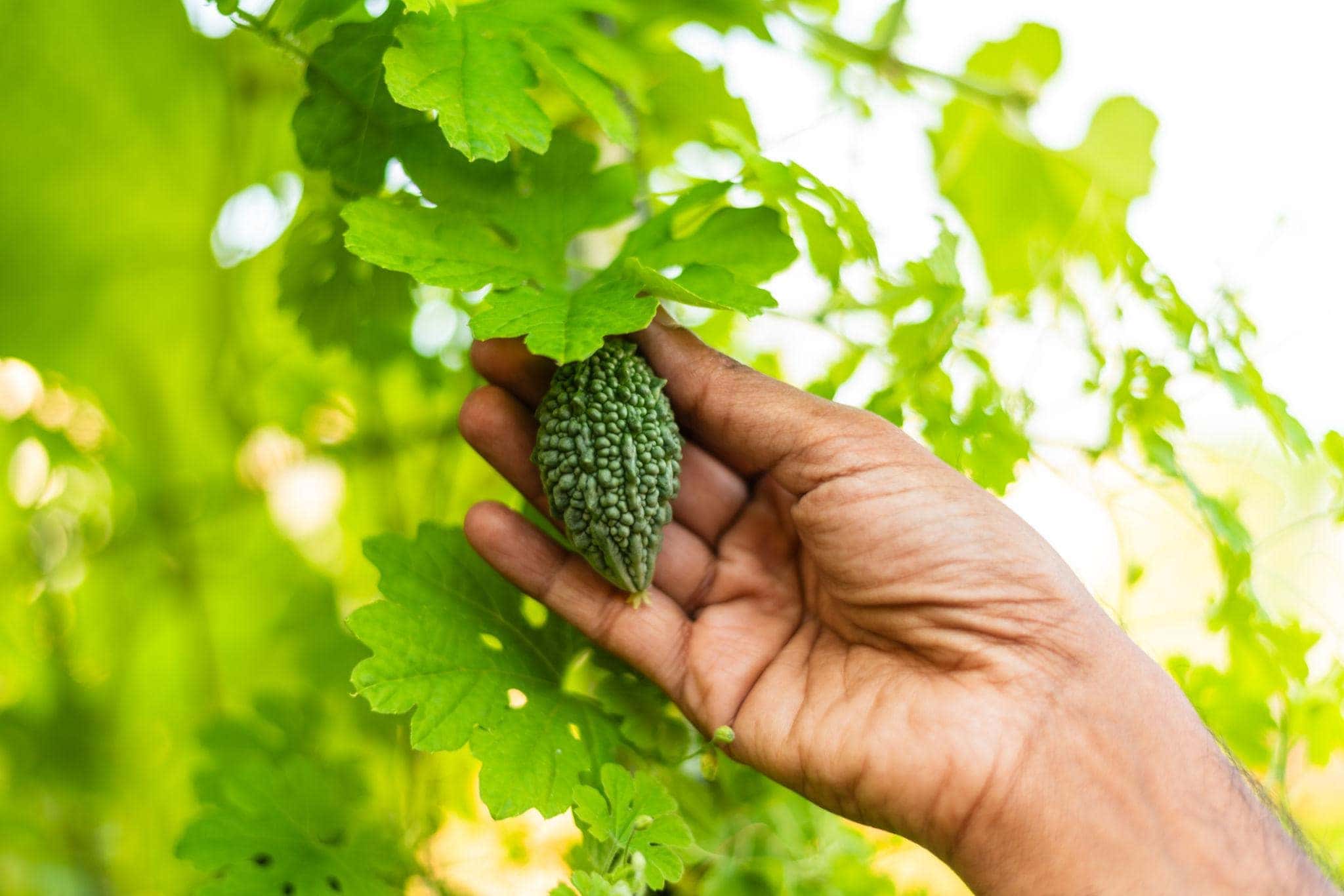 Small bitter gourd Karela Seeds