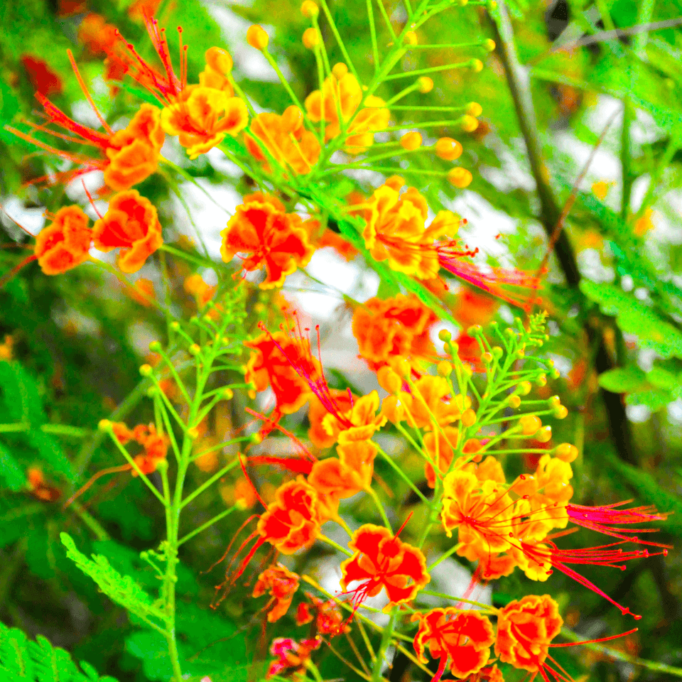 Peacock Flower Seeds (Caesalpinia pulcherrima)