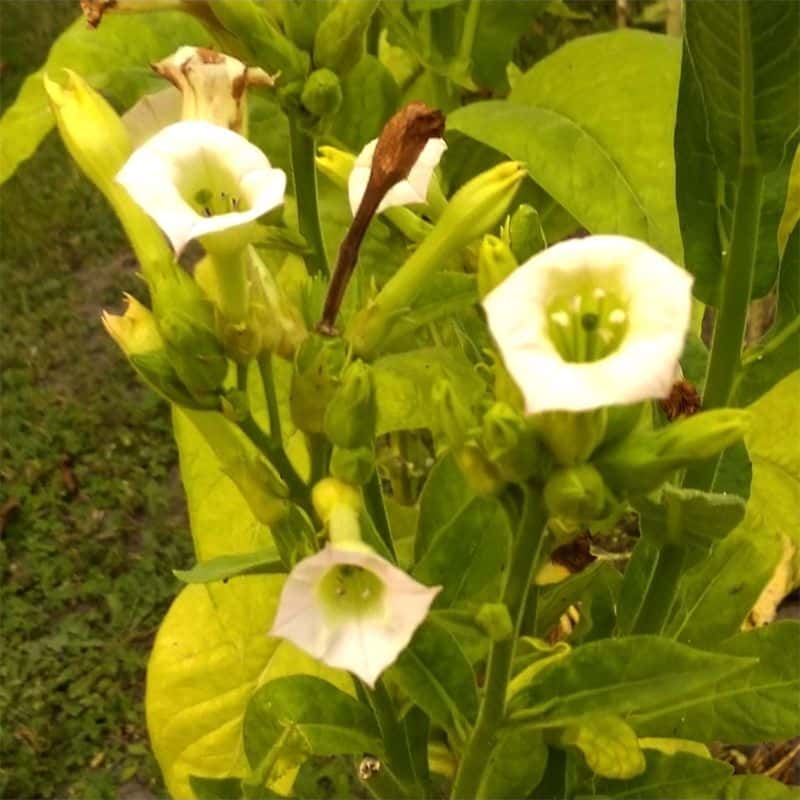 Tobacco turkish Seeds