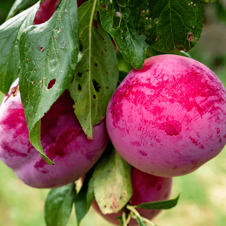 European Plum Seeds from the Himalayas