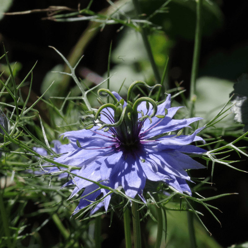 Black Cumin Seeds