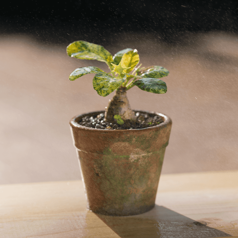 Dorstenia foetida, Grendelion Seeds