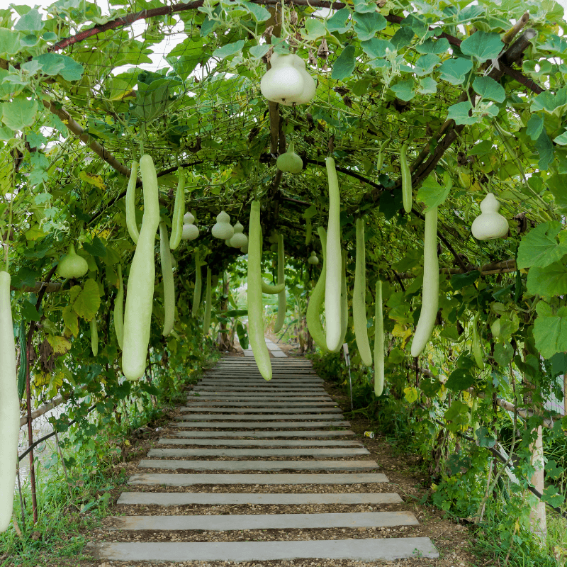 Bottle gourd long Ramdev Seeds