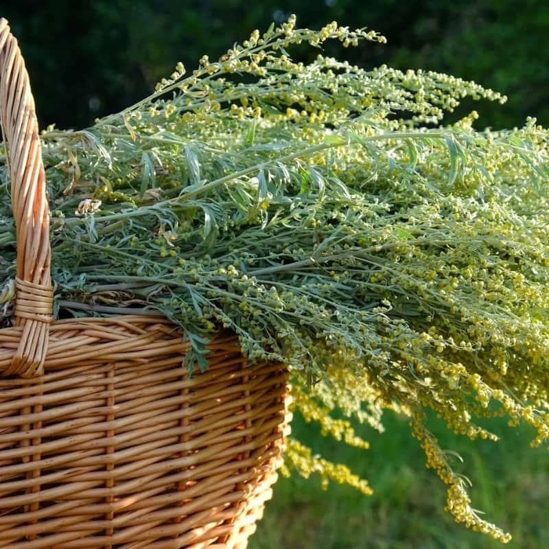 Common Mugwort Seeds (Artemisia vulgaris)