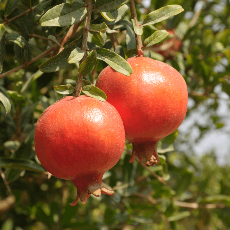 Pomegranate Seeds