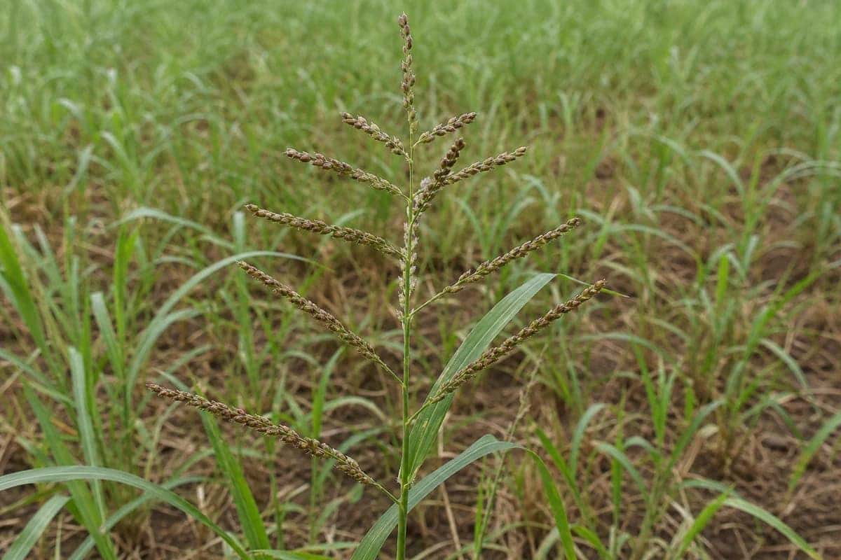 Brown top Millet Seeds
