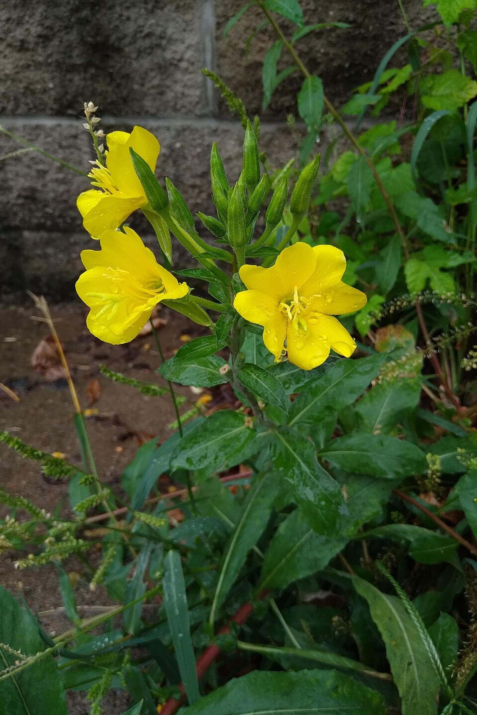 Onethera, Evening primroses Seeds