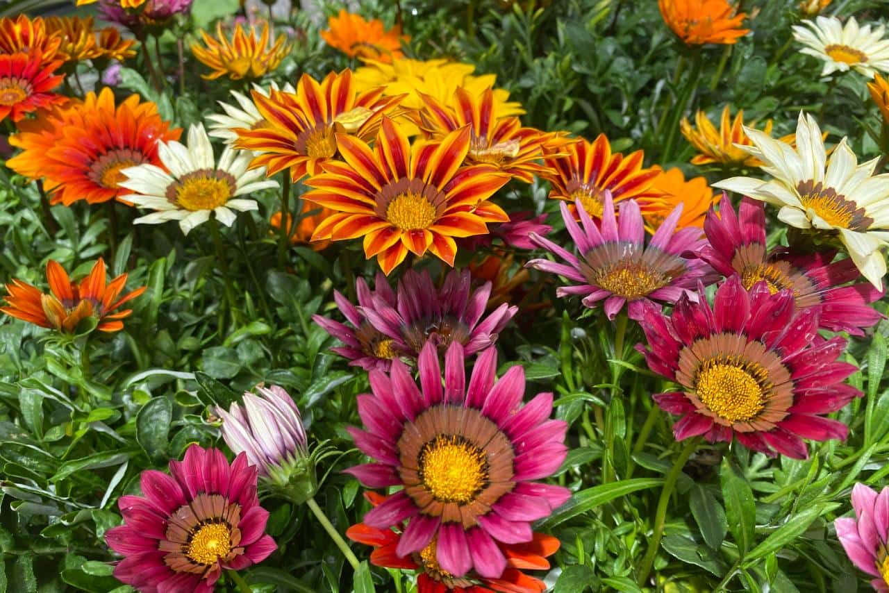 Gazania Seeds