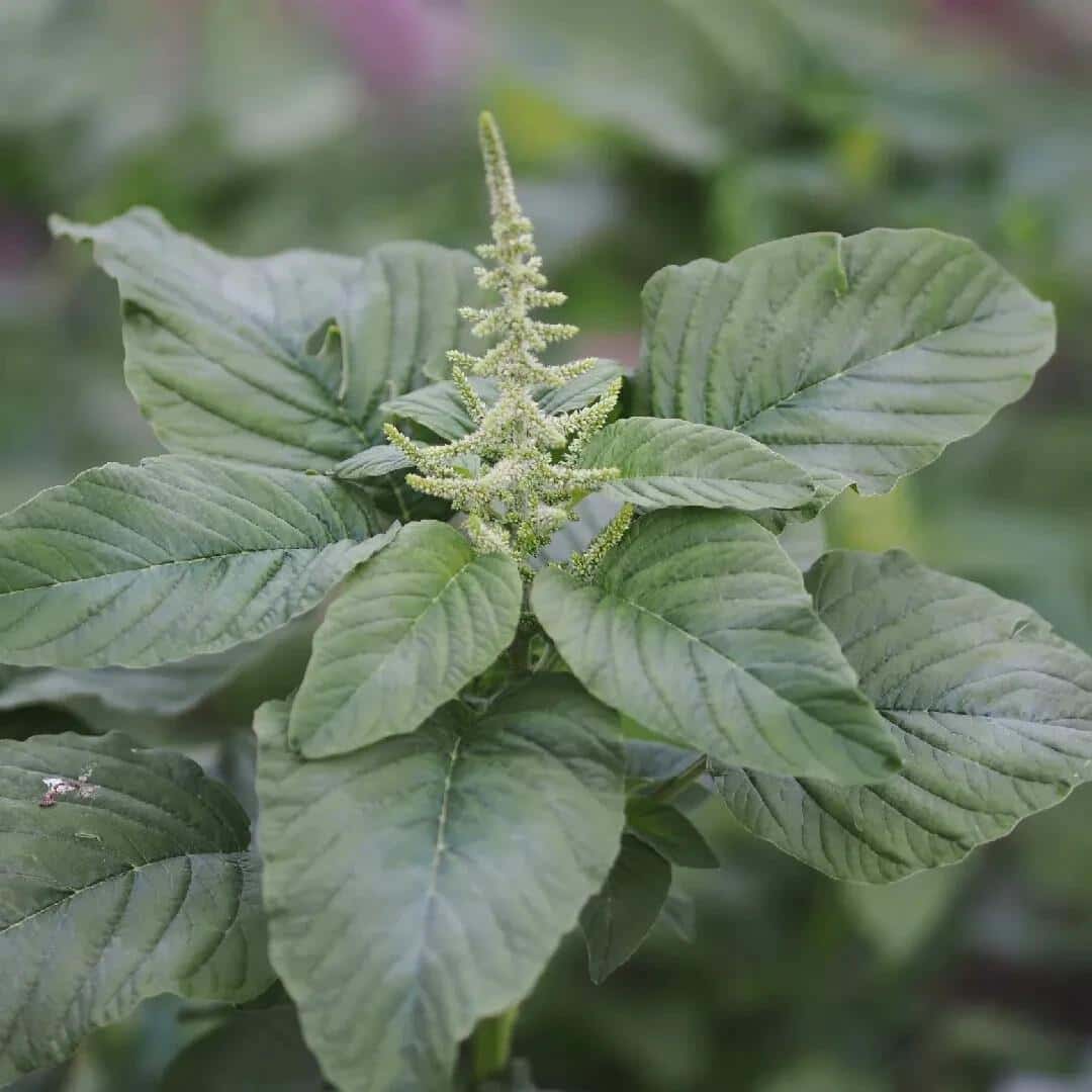 Amaranth green Seeds