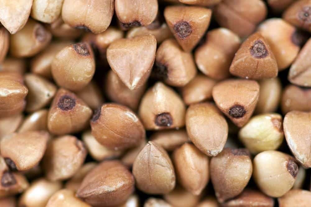 Buckwheat Seeds