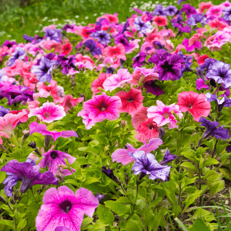 Petunia Nana compacta mix Seeds