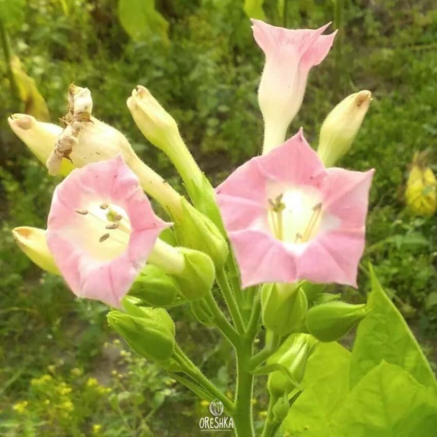 Tobacco Burley 9/10 Seeds