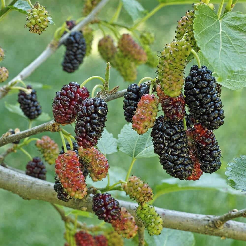 Shahtoot, Mulberry Black Seeds