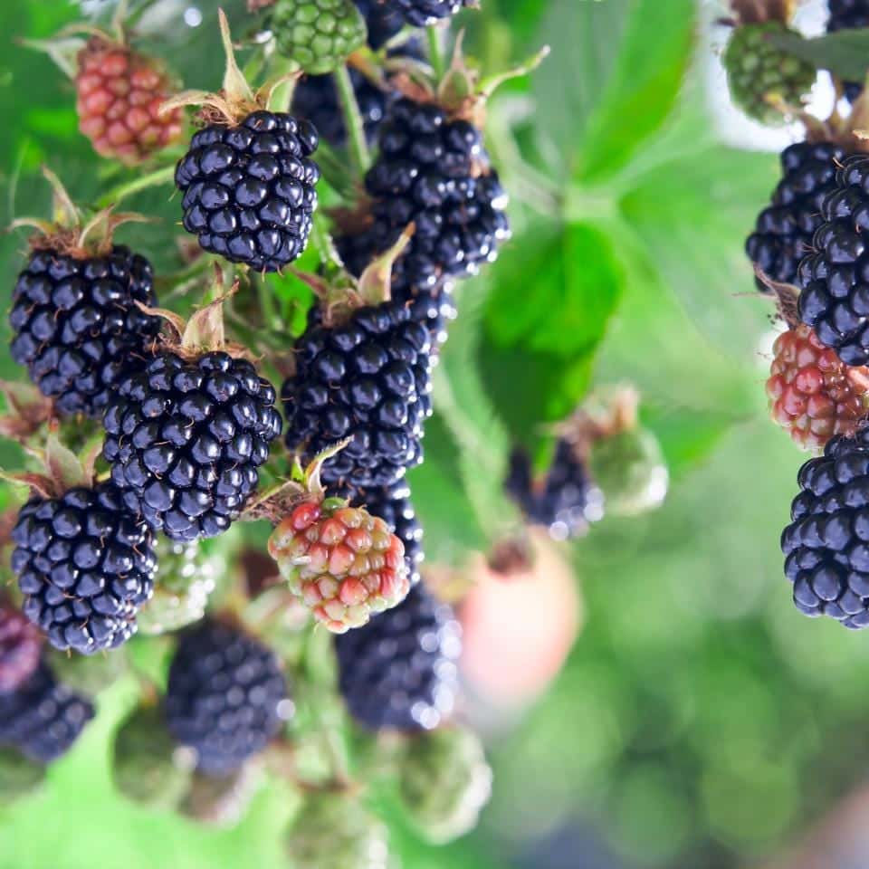 Wild himalayan blackberry Seeds