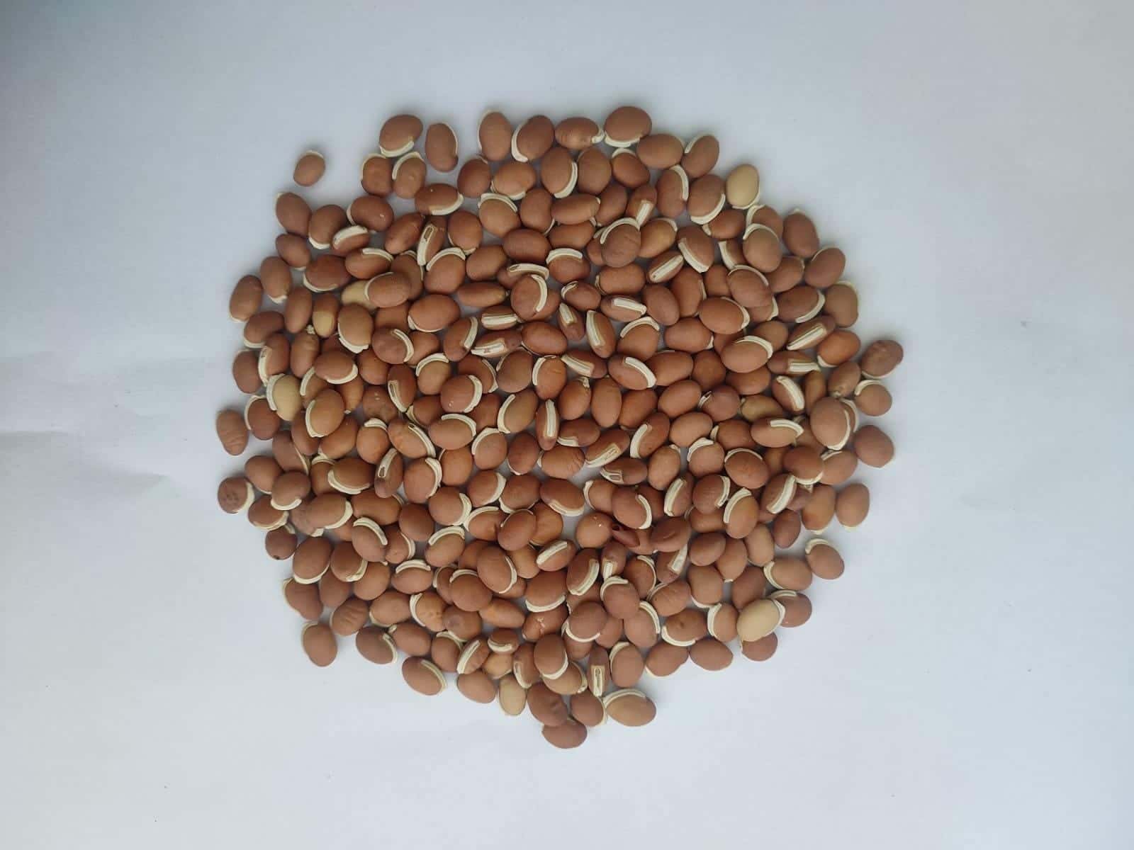 Small Brown Lima Bean Seeds