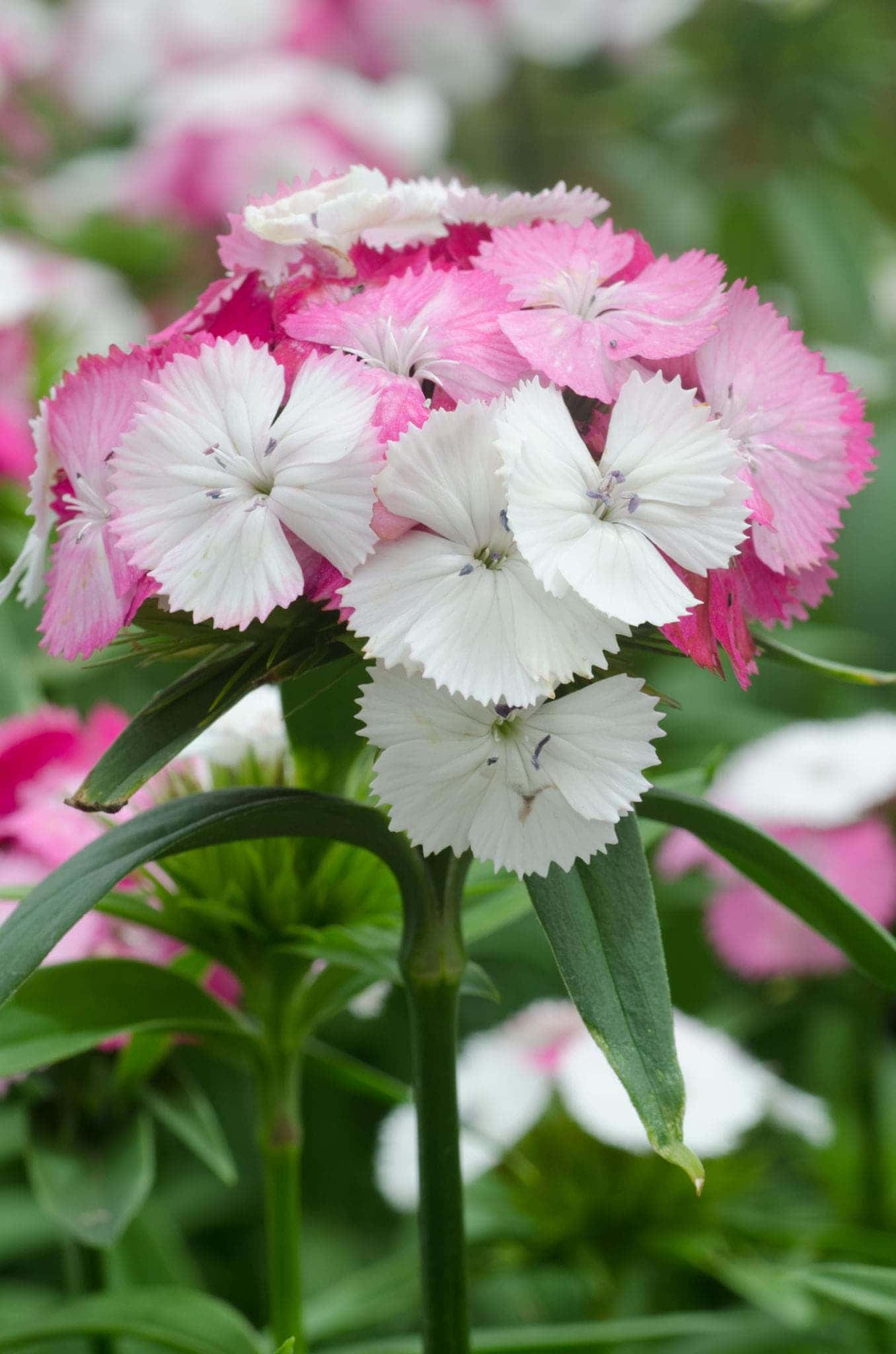 Dianthus baby doll Seeds